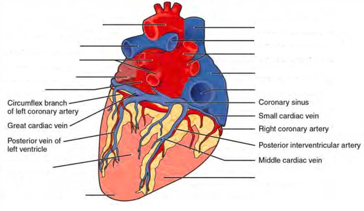 Anatomy lab exam 1