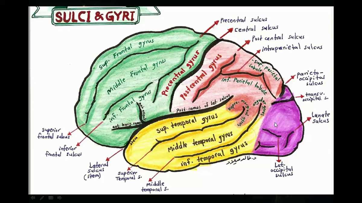 Anatomical Terminology