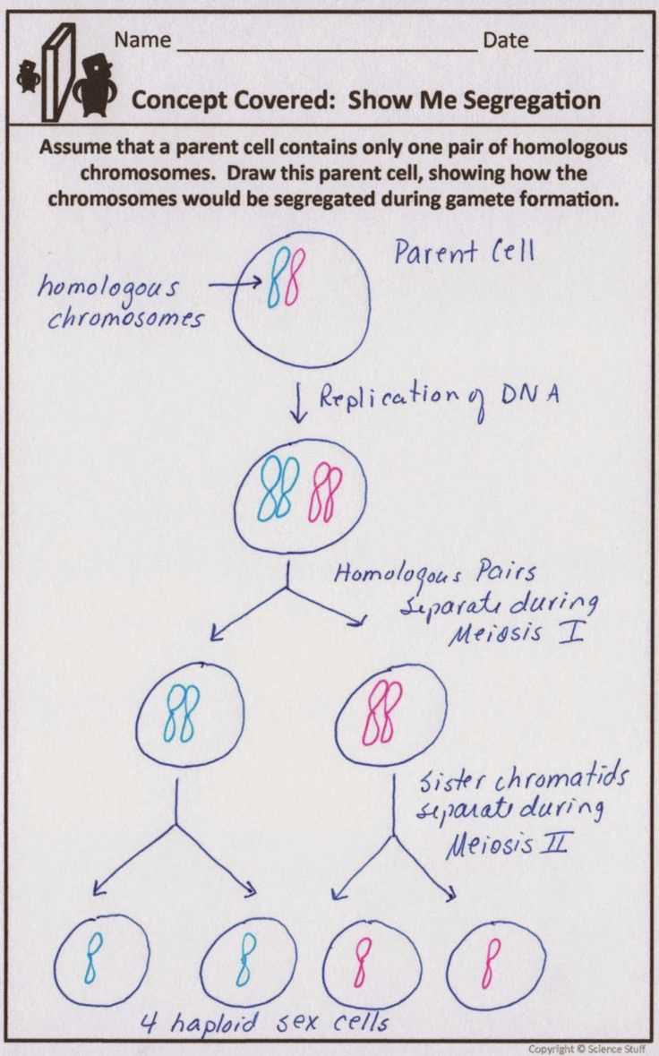 How AP Biology Genetics Practice Problems Relate to the Exam