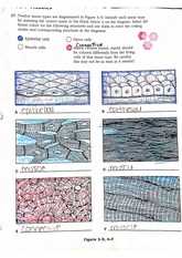 1. Cell Structures and Functions