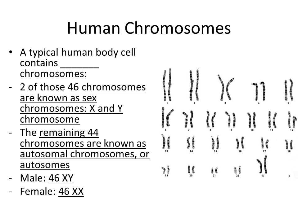 Structural Organization of Human Chromosomes