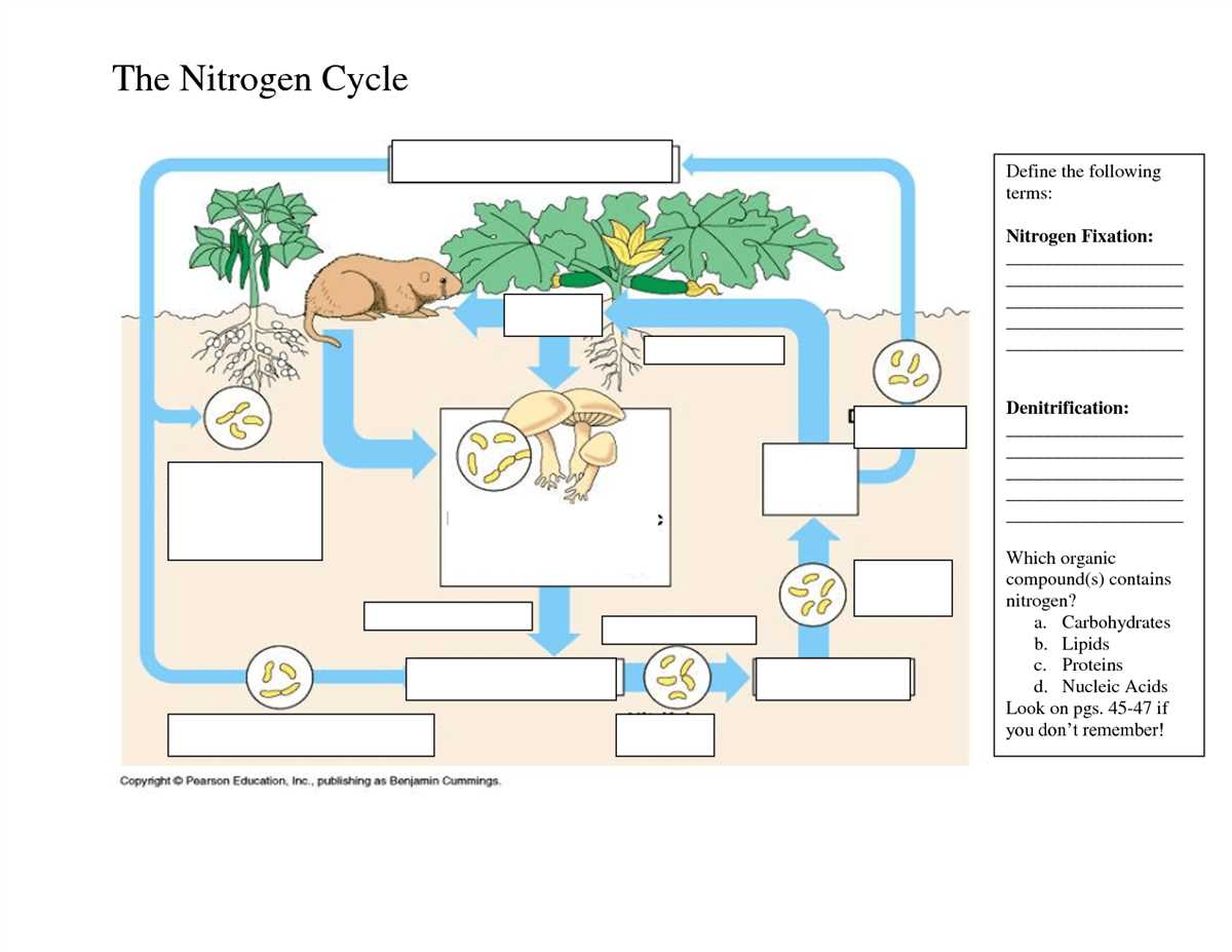 Delving into the Reproductive Processes of Bacteria