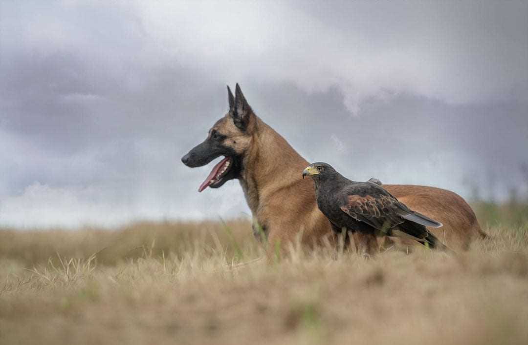 Belgian malinois dna test