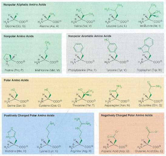 The Role of Proteins