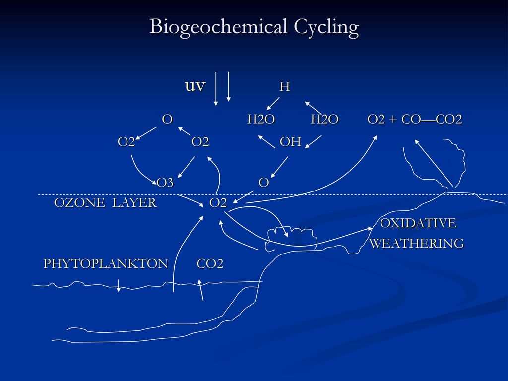 What are the different processes involved in the water cycle?