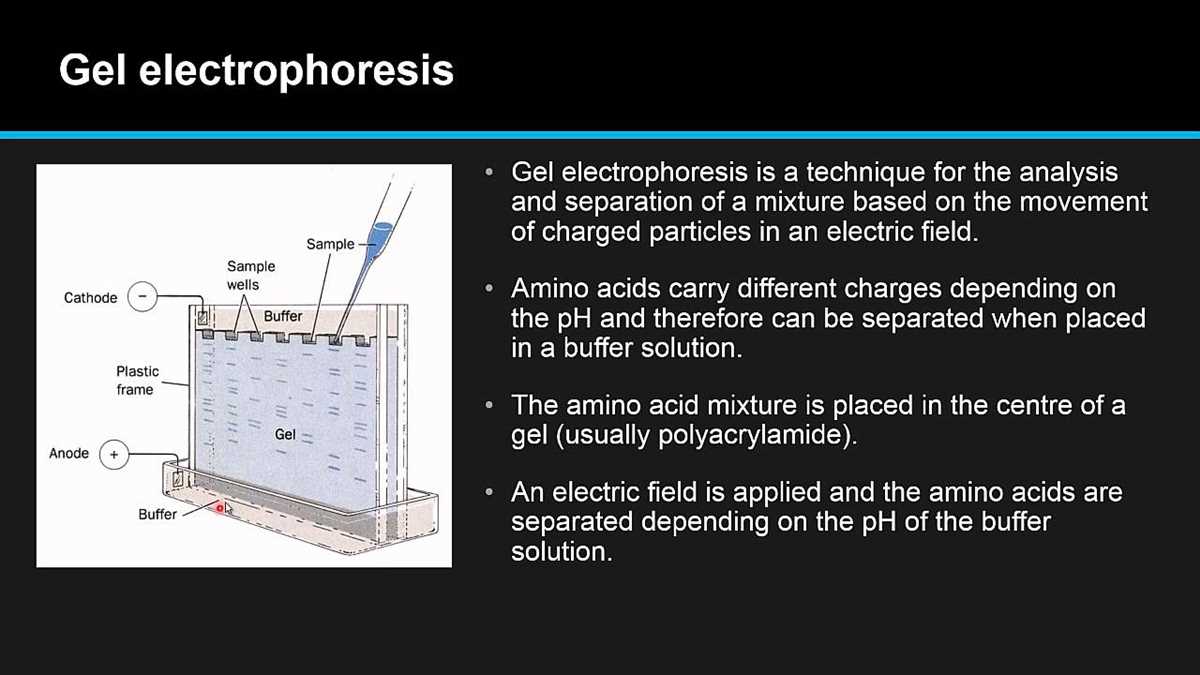 Gel electrophoresis lab answers