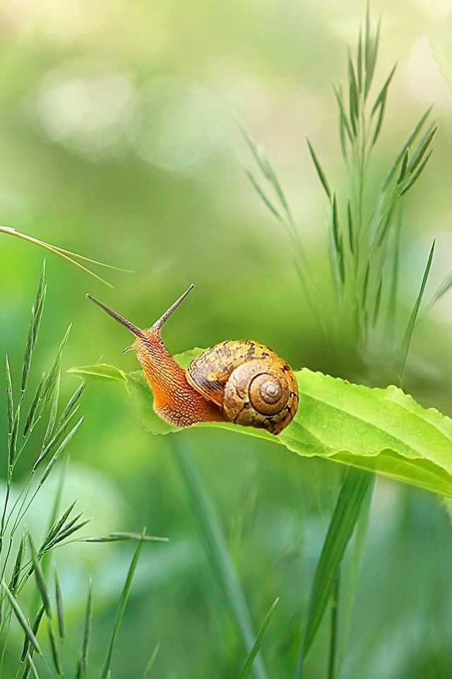 Plants and Snails Gizmo Answers