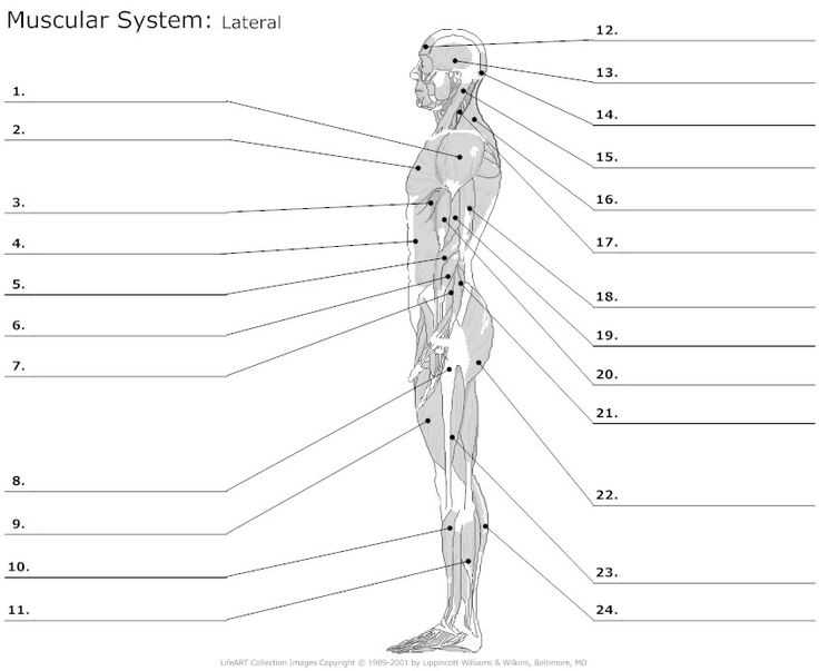 Muscle Fiber Contraction