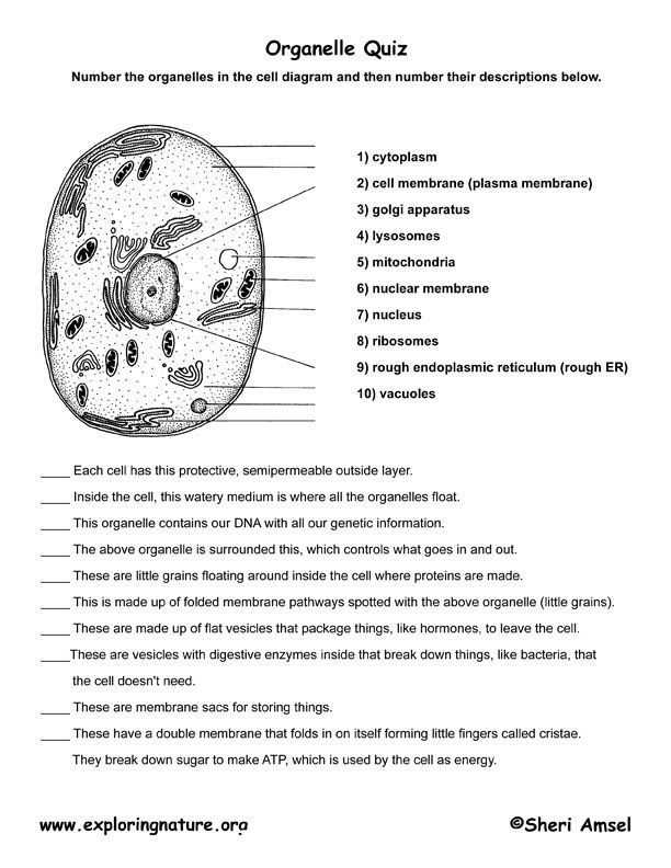 Understanding Cellular Components