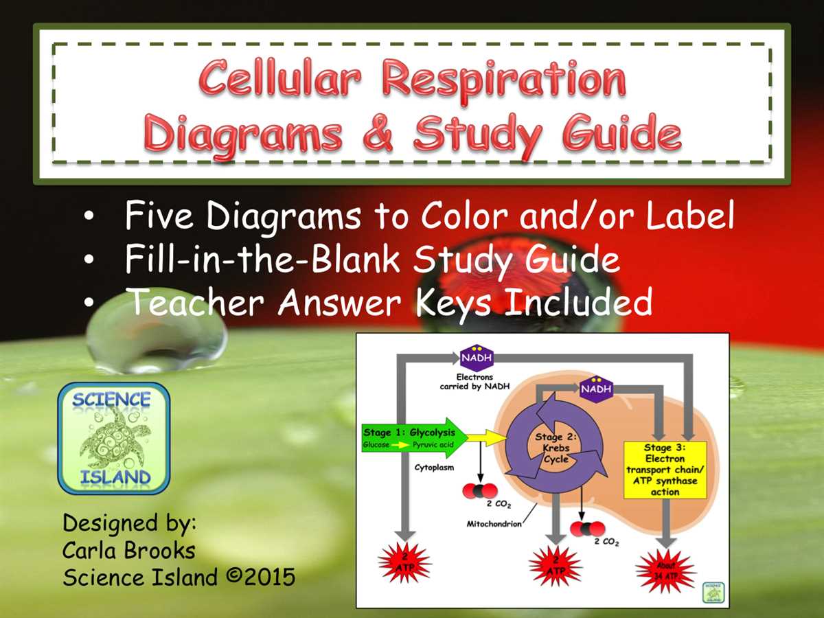 Glycolysis