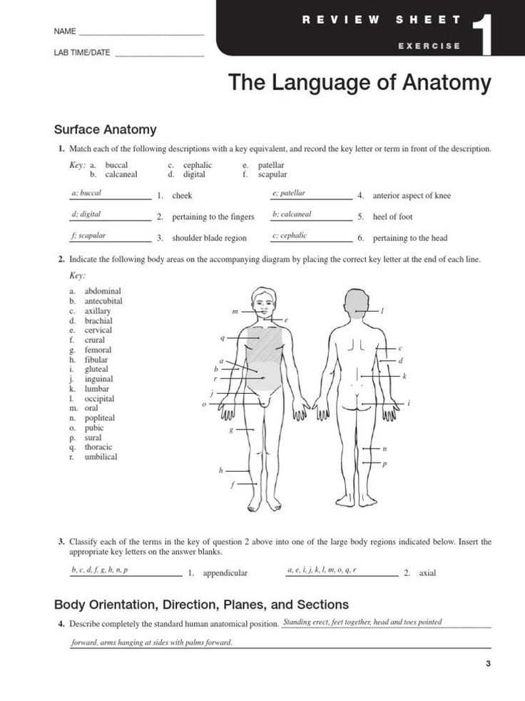 Understanding the Language of Anatomy