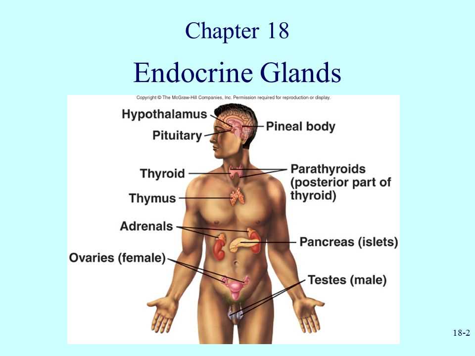 What is Chapter 11 Practice Test in Anatomy and Physiology?