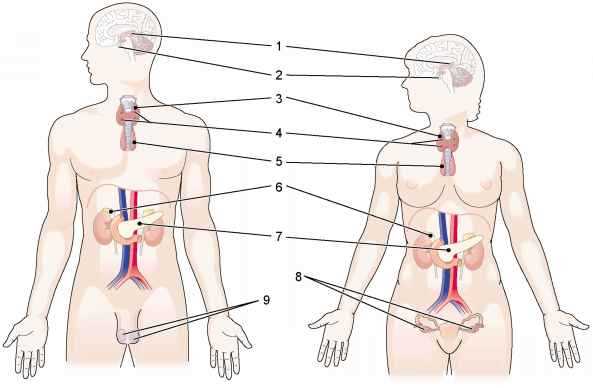 Common Medical Prefixes