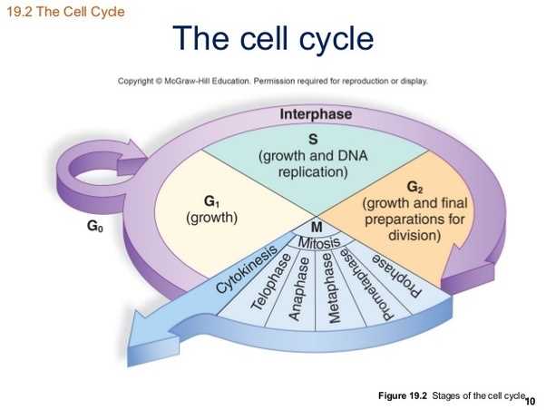 Regulation of the Cell Cycle