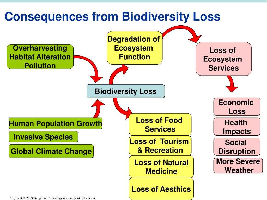 The Case of the Amazon Rainforest