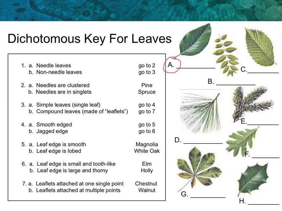 Classification dichotomous key of snowflakes answer key