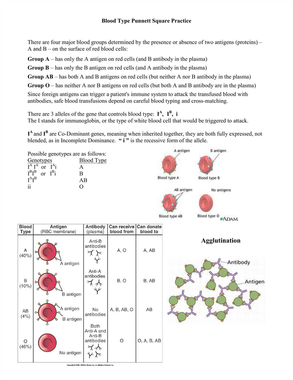 Red Blood Cells