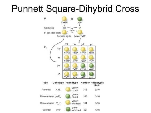 Corn genetics lab report answers