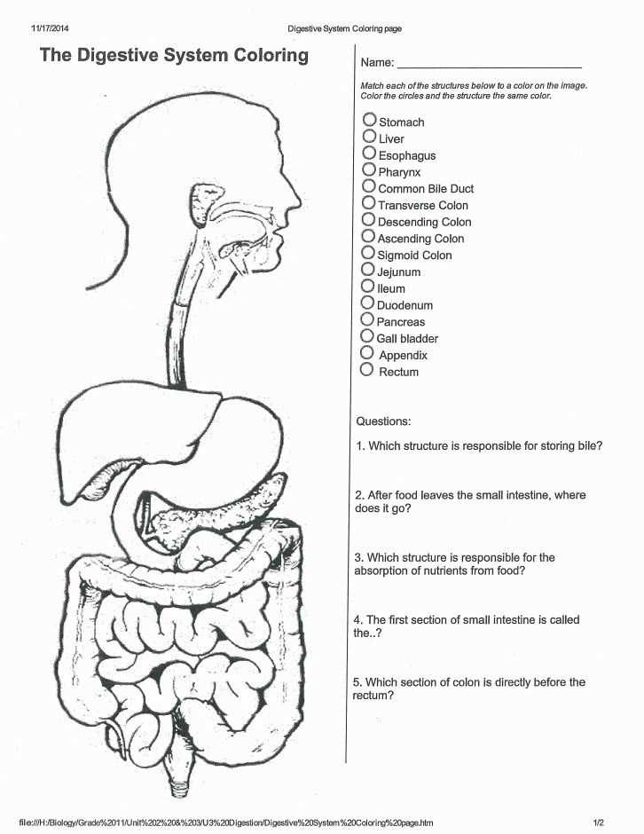 The Small Intestine