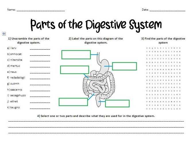 Digestive System Tour Lab Answer Key