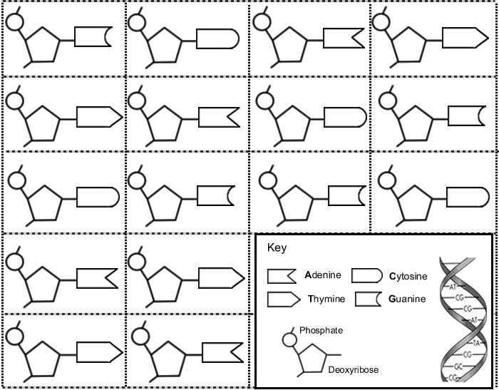 Key Components and Structures in the Answer Key