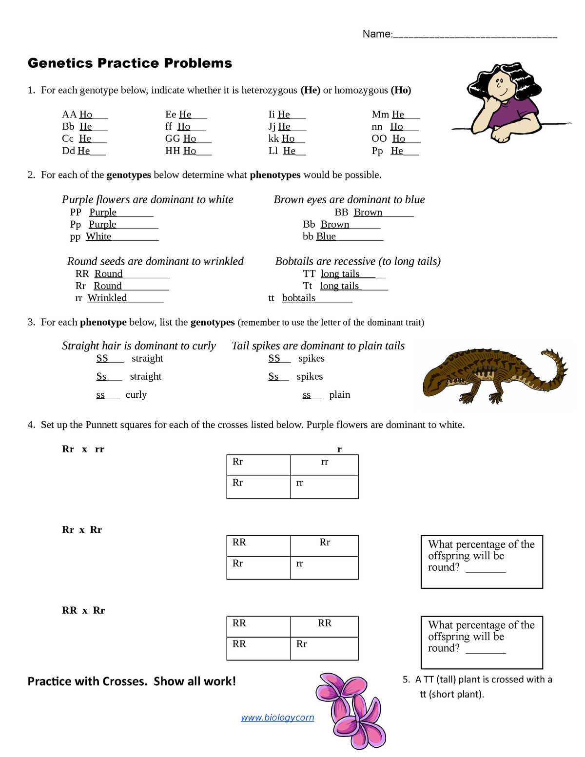 Dragon genetics worksheet answer key