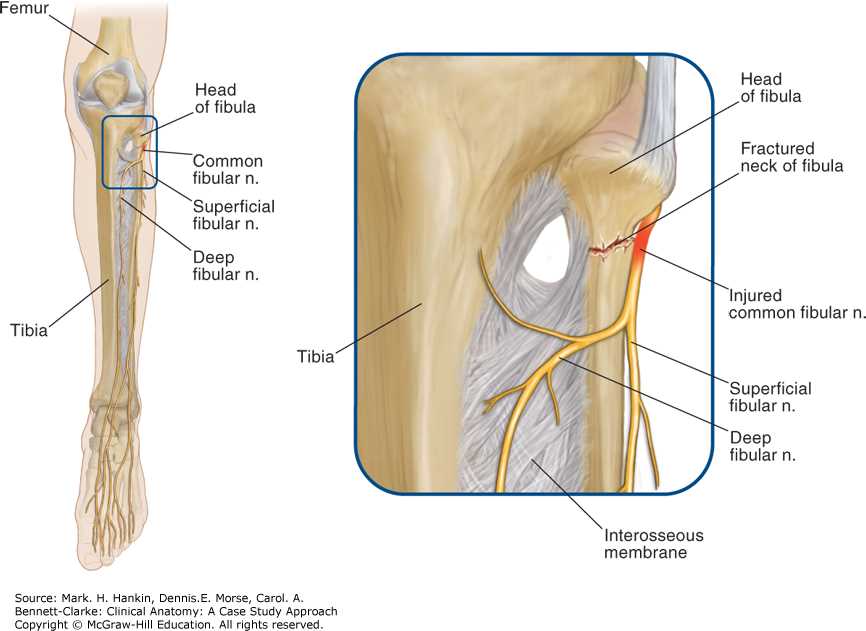 Anatomy and physiology chapter 1 review questions answers pdf