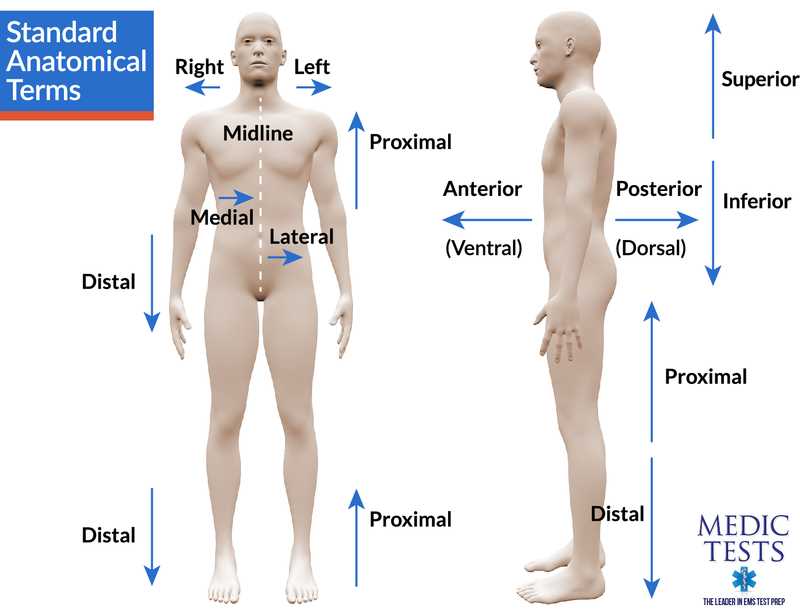 Chapter 11 practice test anatomy and physiology