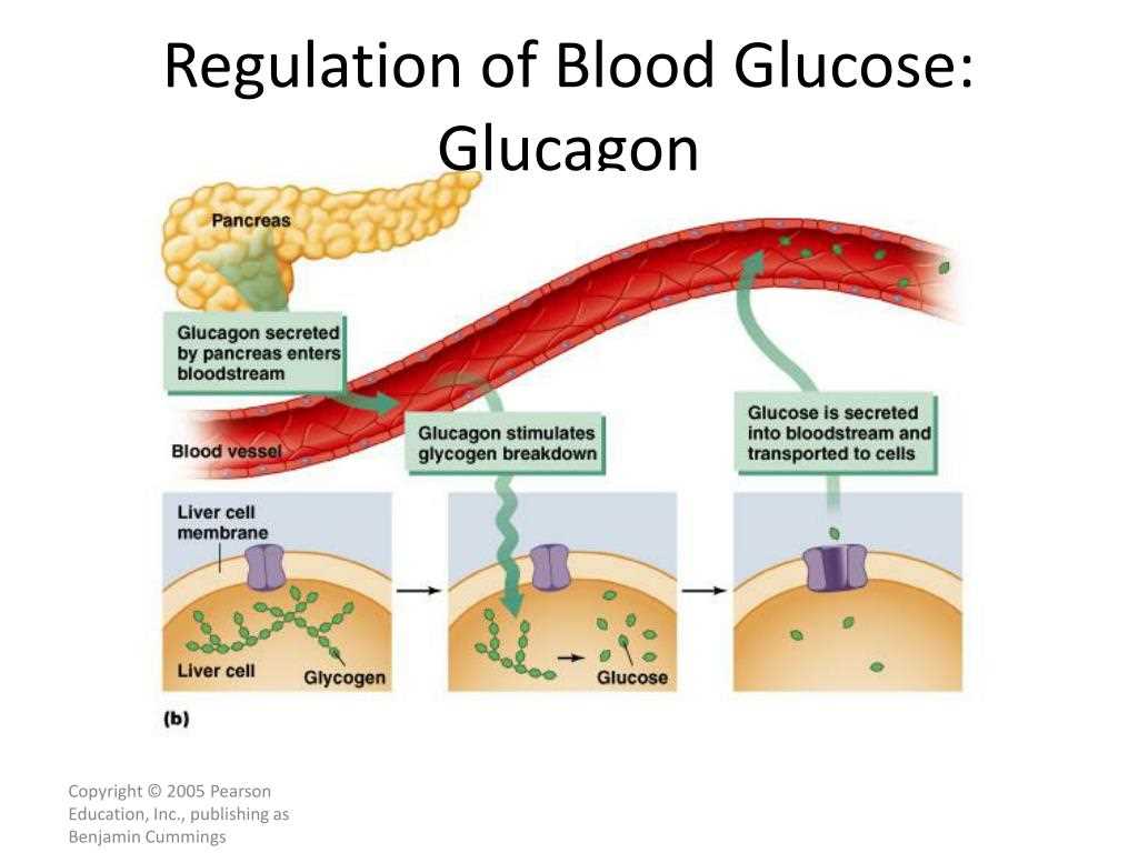 Feedback loops in glucose and glucagon regulation