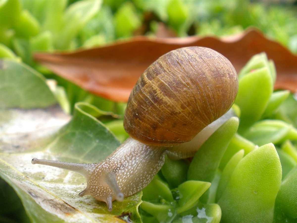 Understanding the Plants and Snails Gizmo