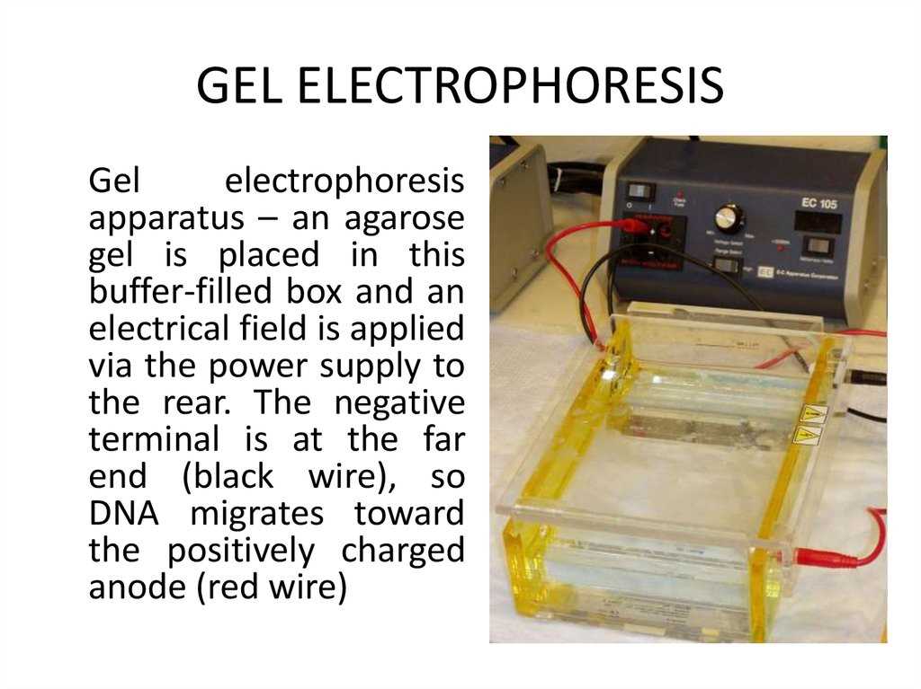 How does Gel Electrophoresis work?