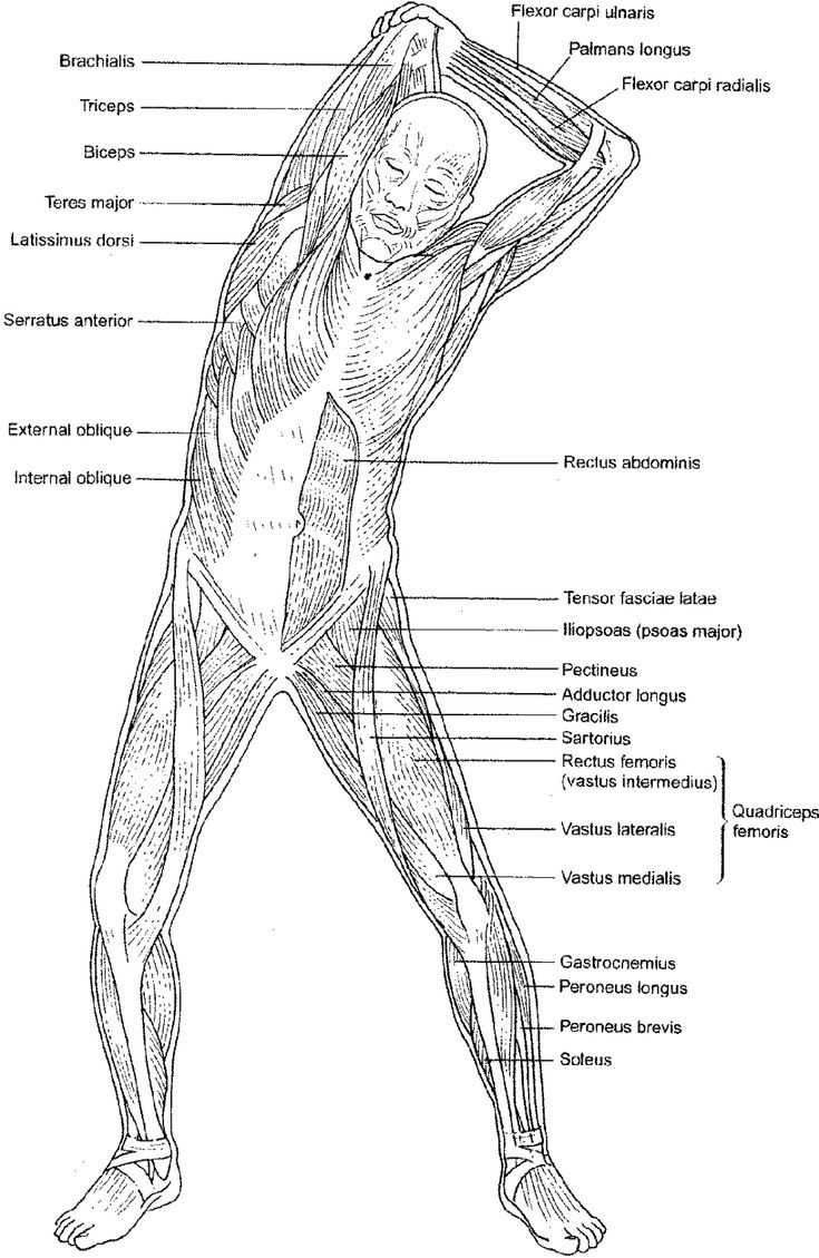 Understanding the Nervous System