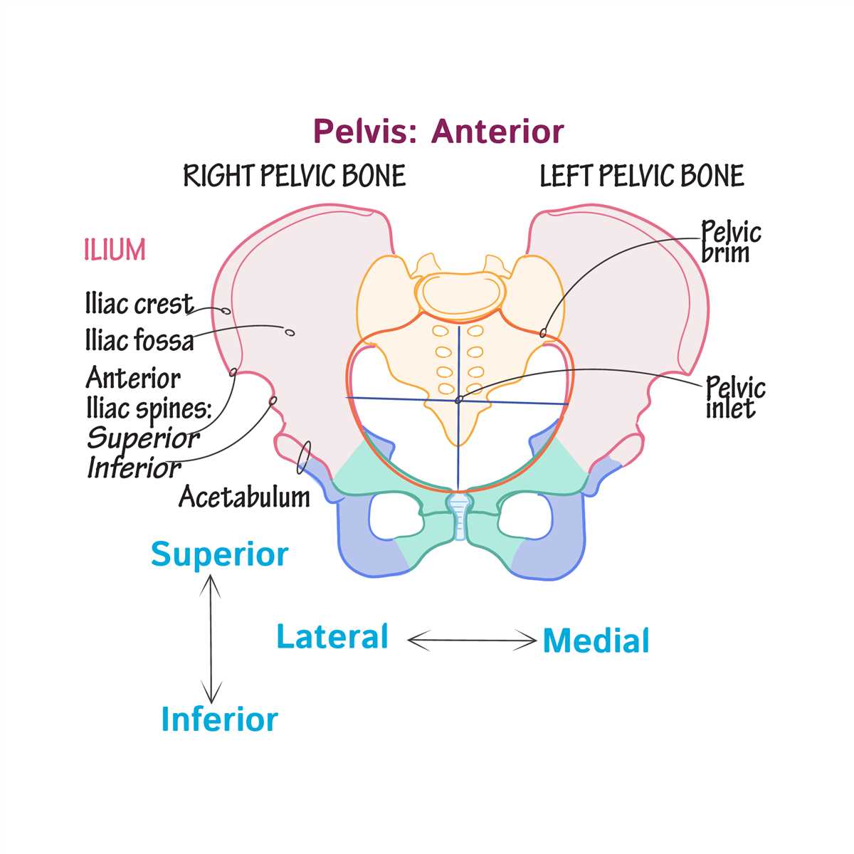 1. Neglecting to review anatomy terminology