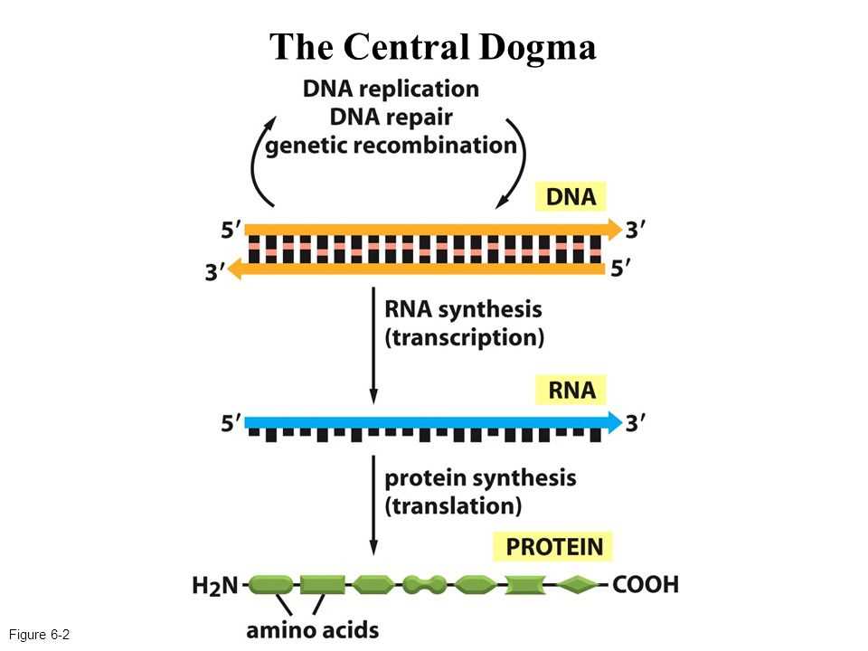 Functions of Transcription Factors: