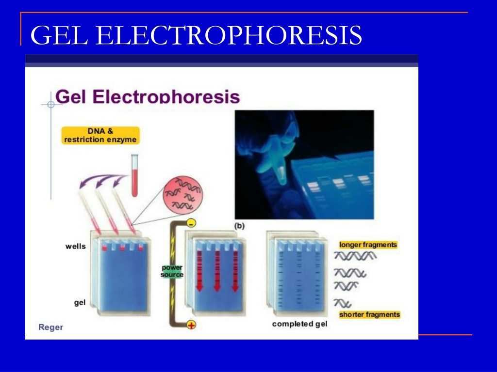 Gel electrophoresis virtual lab answers pdf