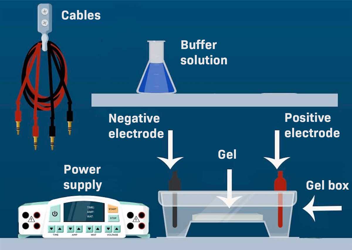 How does gel electrophoresis work?