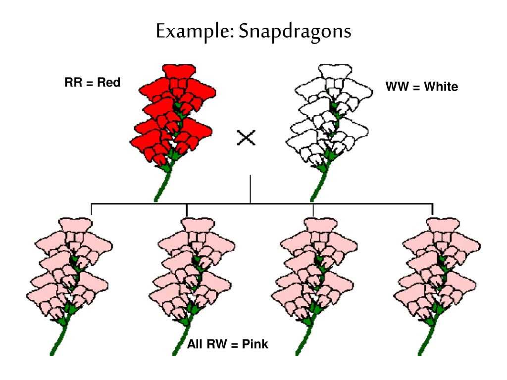 Gene mapping questions and answers pdf