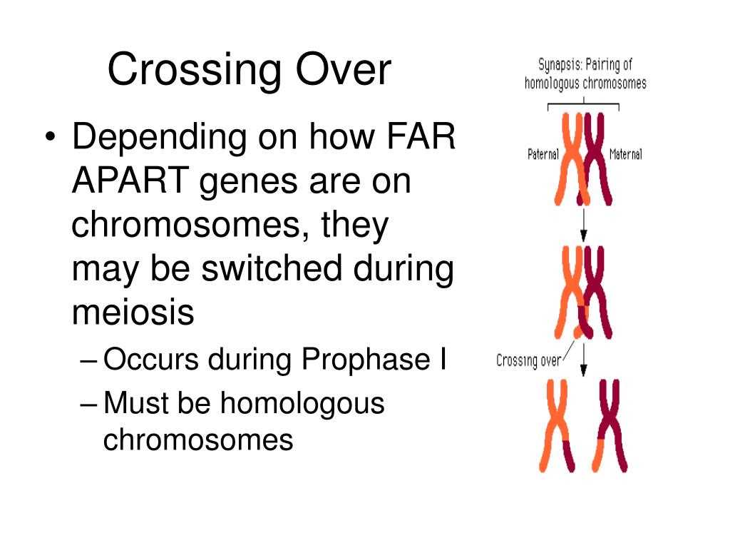 Why is Gene Mapping Important?