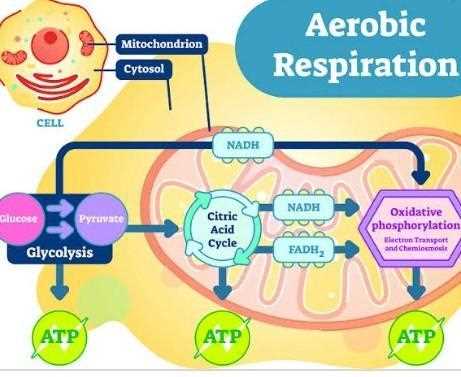 Cell respiration stem case answer key