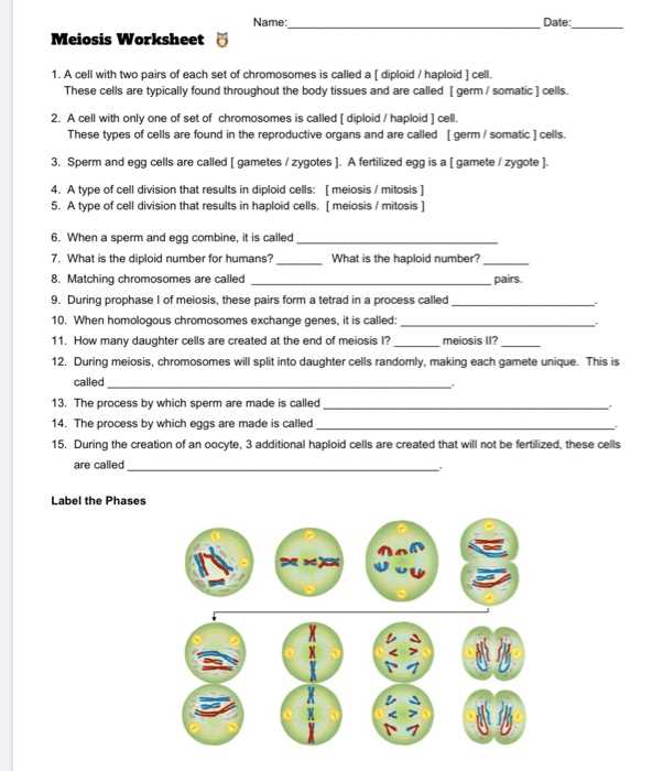 Anaphase I