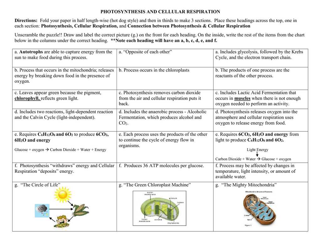 Unlock the Secrets of Photosynthesis with the Color by Number Answer Key