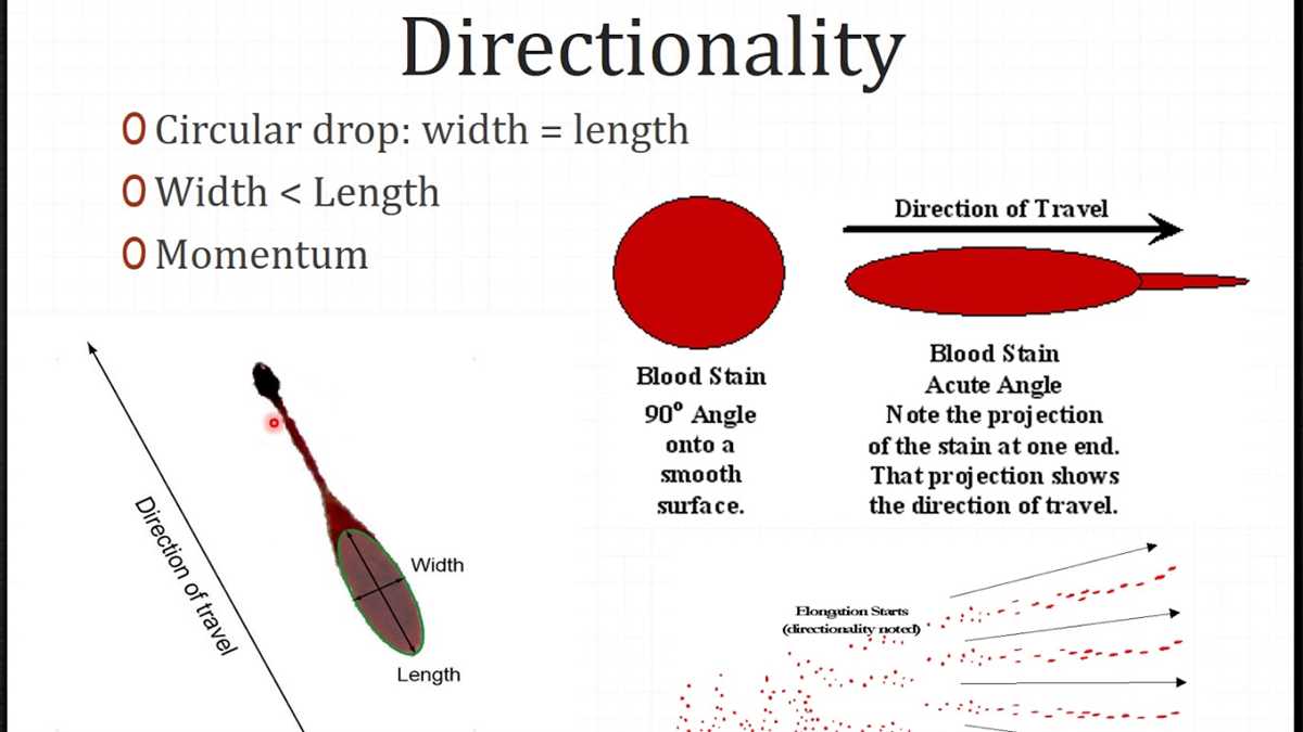 Blood spatter webquest answers