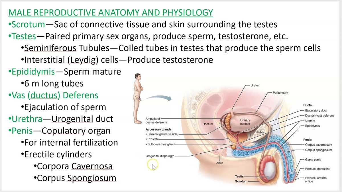 The Digestive System