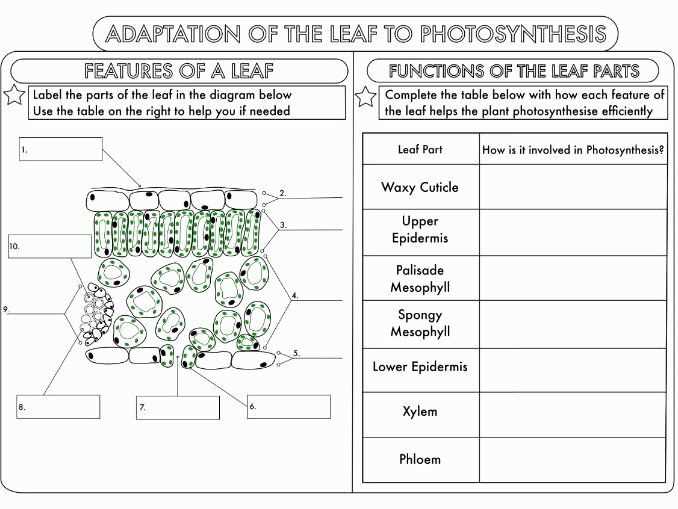 What is Photosynthesis and Why is it Important?