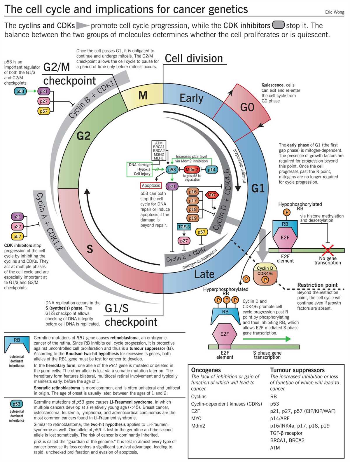 The cell cycle: an overview