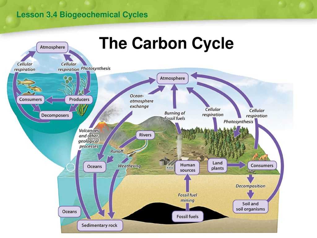 Sources and Sinks of Carbon in the Carbon Cycle