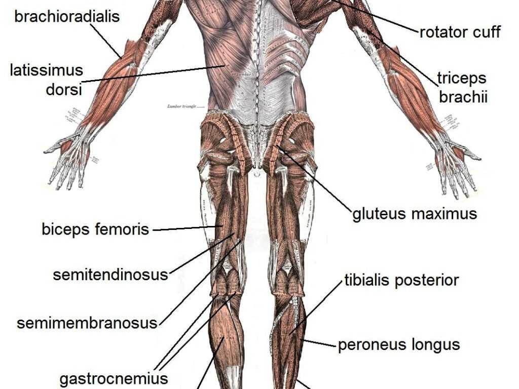 Anatomy and Function of Muscles