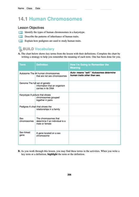 Understanding the Basics of Chromosomes