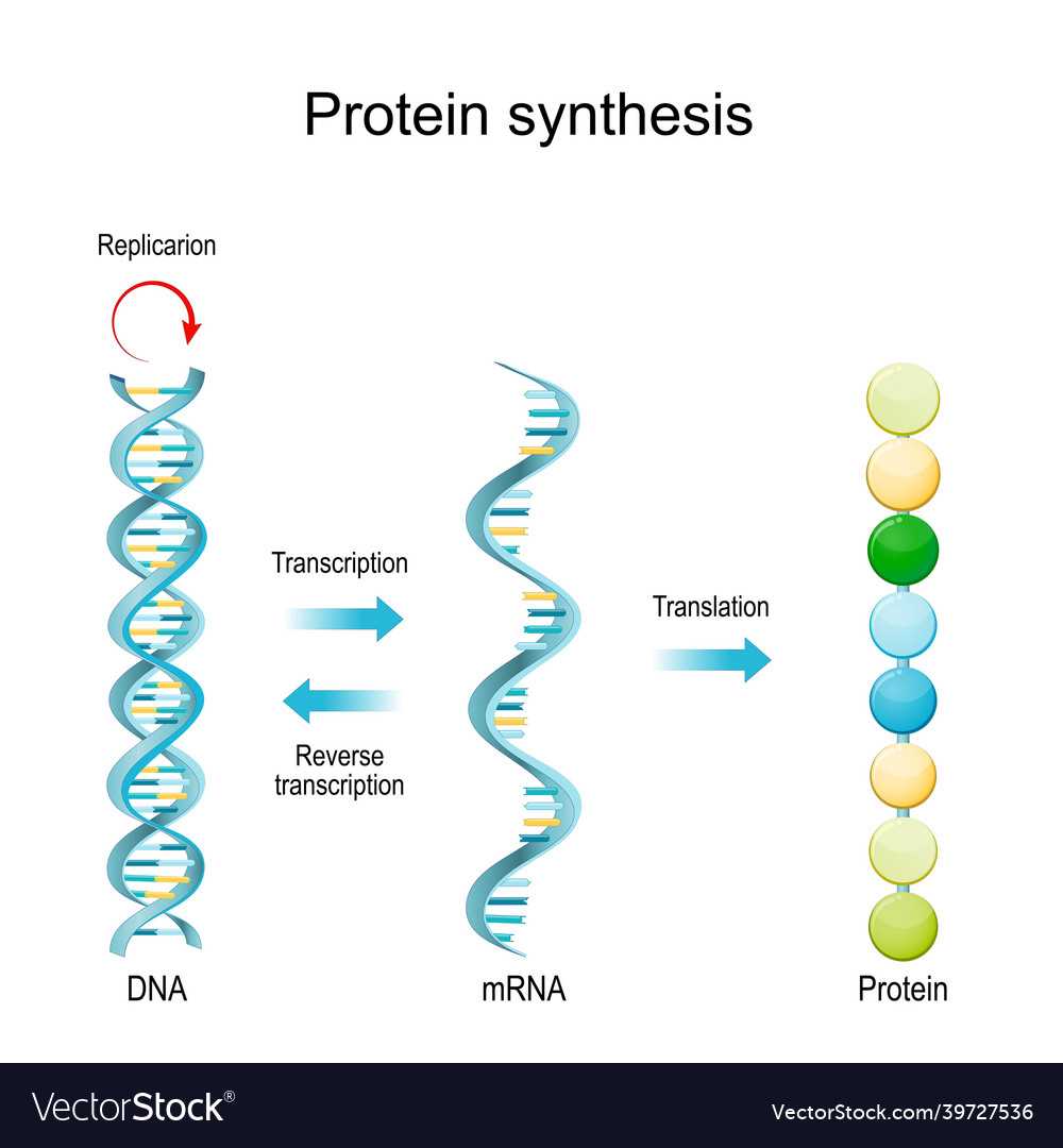 Lab protein synthesis transcription and translation answer key