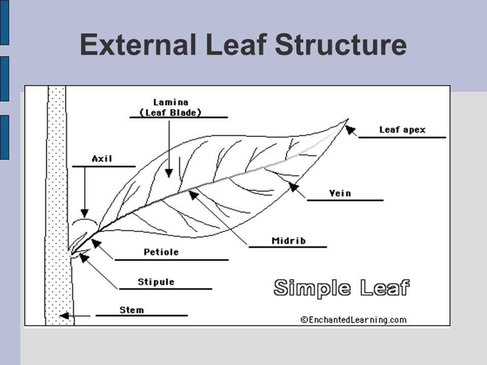 Leaf structure lab answer key